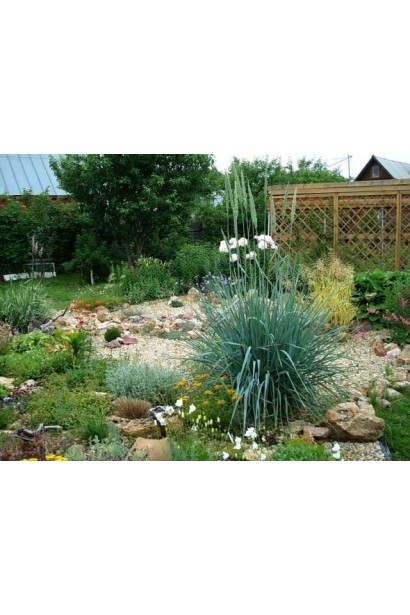 Колосняк піщаний